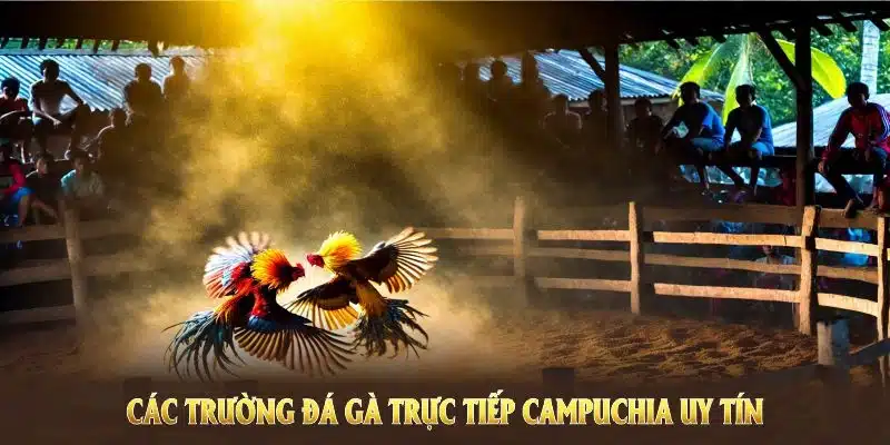 Các trường đá gà trực tiếp Campuchia uy tín tại 33Win