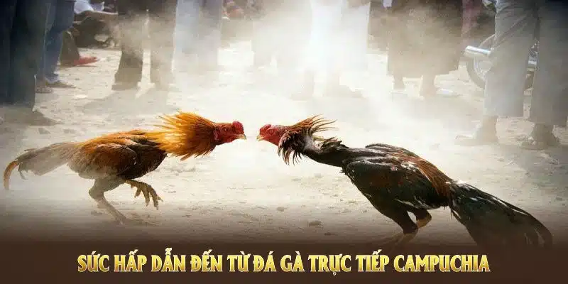 Khám phá sức hấp dẫn đến từ đá gà trực tiếp Campuchia